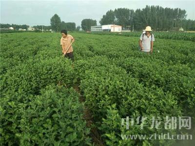 西華縣清河驛鄉(xiāng) 扶貧菊花香飄四方，農(nóng)副產(chǎn)品銷售譜新篇