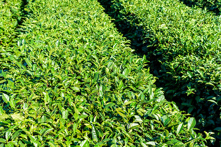 綠茶種植園與農副產品銷售 構建綠色產業(yè)鏈的實踐與展望